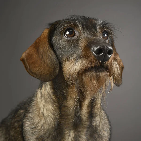 Ενσύρματο Μαλλιά Είδος Γερμανικού Κυνηγετικού Σκύλου Πορτρέτο Στο Στούντιο — Φωτογραφία Αρχείου