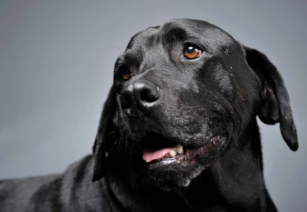 Ημίαιμο Μαύρο Σκύλο Πορτρέτο Στο Σκοτεινό Θάλαμο — Φωτογραφία Αρχείου