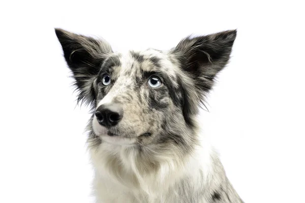 Border Collie Stående Vit Studion — Stockfoto