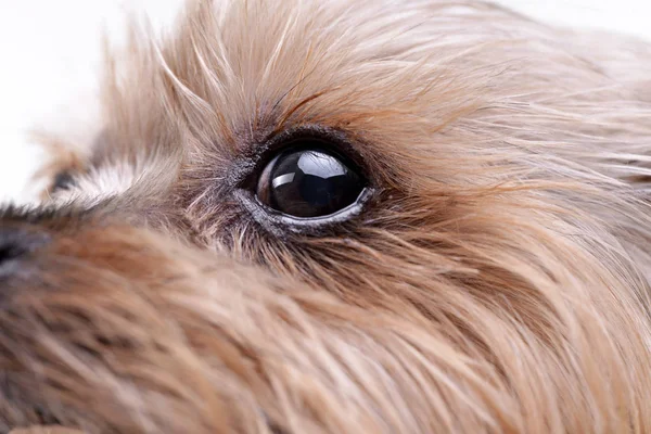 Nahaufnahme Eines Niedlichen Yorkshire Terrier Eye Studioaufnahme Isoliert Auf Weiß — Stockfoto