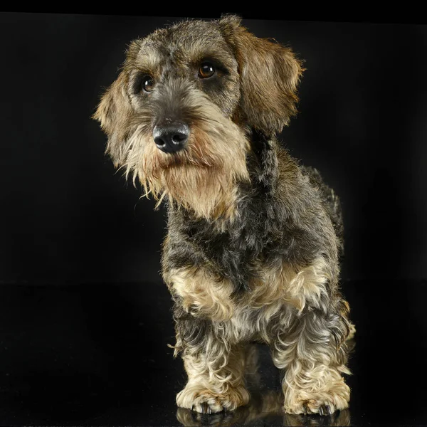 Schöne Welpen Drahtige Haare Dackel Steht Schwarzem Fotostudio — Stockfoto