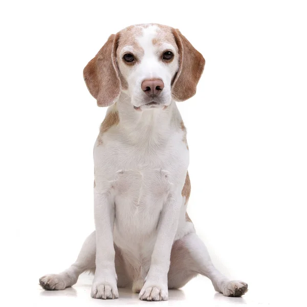 Strzał Studio Urocza Beagle Siedząc Białym Tle — Zdjęcie stockowe