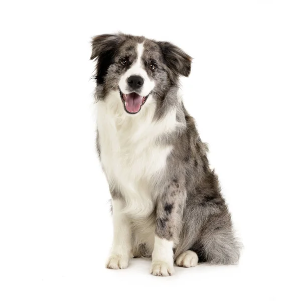 Studio Skott Söt Border Collie Valp Sitter Vit Bakgrund — Stockfoto