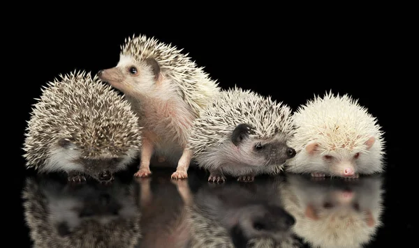 Quatro Hedgehogs Africanos Estão Estúdio Escuro Olhando Para Cima — Fotografia de Stock