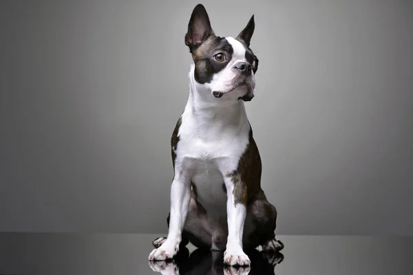 Studio Shot Adorable Boston Terrier Sitting Grey Background — Stock Photo, Image