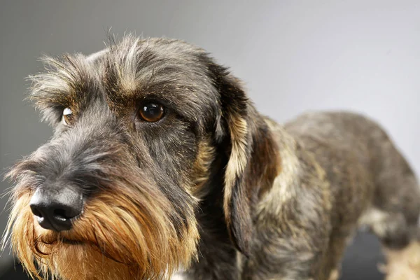 Πορτρέτο Του Ένα Αξιολάτρευτο Μαλλιά Σύρμα Είδος Γερμανικού Κυνηγετικού Σκύλου — Φωτογραφία Αρχείου