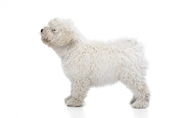 Studio Shot Cute Puli Dog Lying Standing White Background — Stock Photo, Image