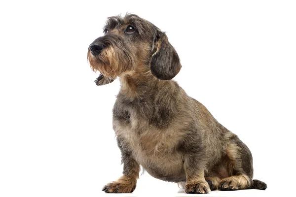 Estudio Adorable Dachshund Sentado Sobre Fondo Blanco — Foto de Stock