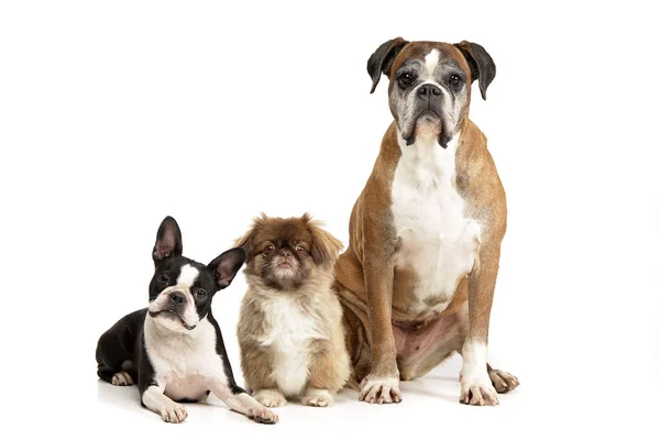 Estúdio Tiro Três Cão Adorável Boston Terrier Pekingese Boxer Isolado — Fotografia de Stock