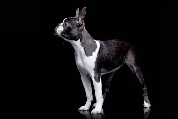 Estudio Adorable Boston Terrier Pie Sobre Fondo Negro — Foto de Stock