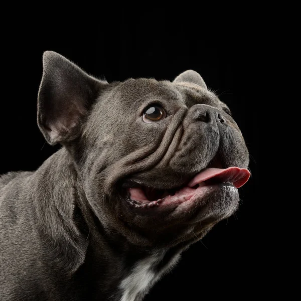 Retrato Adorable Bulldog Francés Plano Estudio Aislado Negro — Foto de Stock