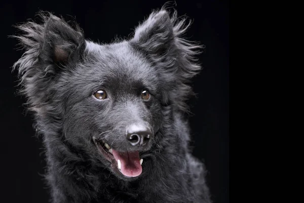 Porträt Eines Entzückenden Mudi Hundes Isoliert Auf Schwarzem Hintergrund — Stockfoto