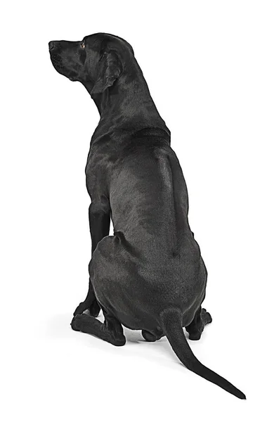 Razza Mista Cane Nero Mostrando Suo Ridgeback Studio Bianco — Foto Stock