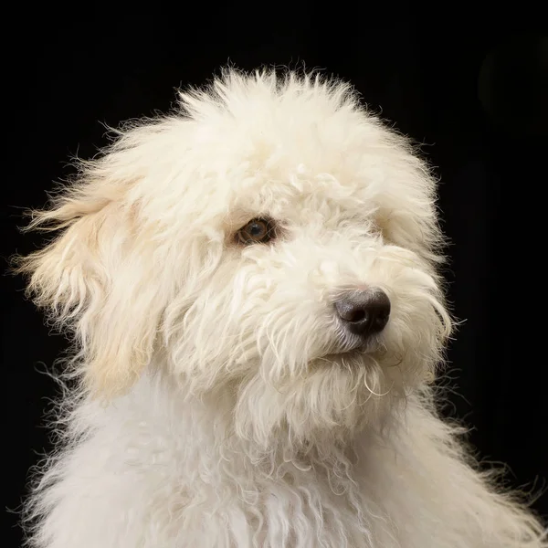 黒に分離されたチベタン テリアのかわいい子犬 スタジオの肖像画 — ストック写真
