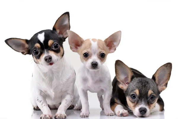 Studio Shot Three Adorable Chihuahua Isolated White Background — Stock Photo, Image