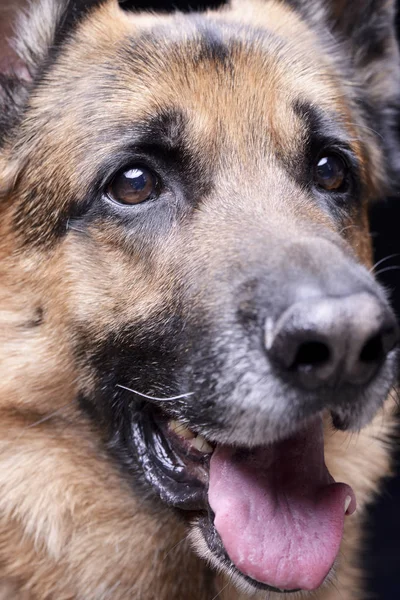 Beyaz arka plan üzerinde izole bir çok güzel Alman çoban köpeği - portresi kapatın.