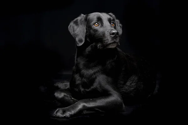 Estudio Disparo Perro Raza Mixta Adorable Sentado Sobre Fondo Negro —  Fotos de Stock