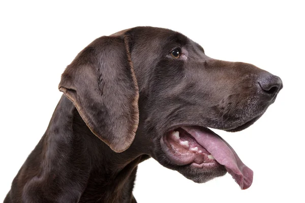 Portret Van Een Schattig Deutsch Kurzhaar Geïsoleerd Witte Achtergrond — Stockfoto