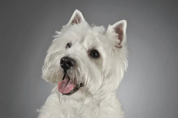 West Highland White Terrier Retrato Fundo Cinza — Fotografia de Stock