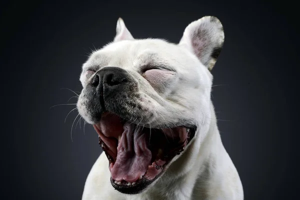 White French Bulldog Funny Ears Posing Dark Photo Studio — Stock Photo, Image