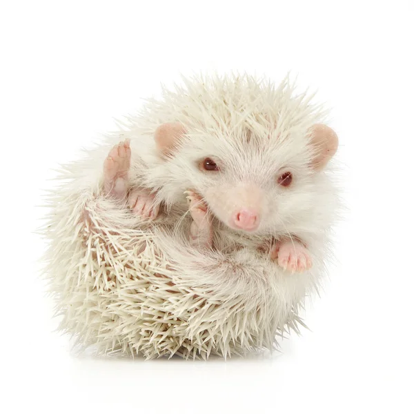 Albino Hedgehog Estúdio Fotos Branco — Fotografia de Stock