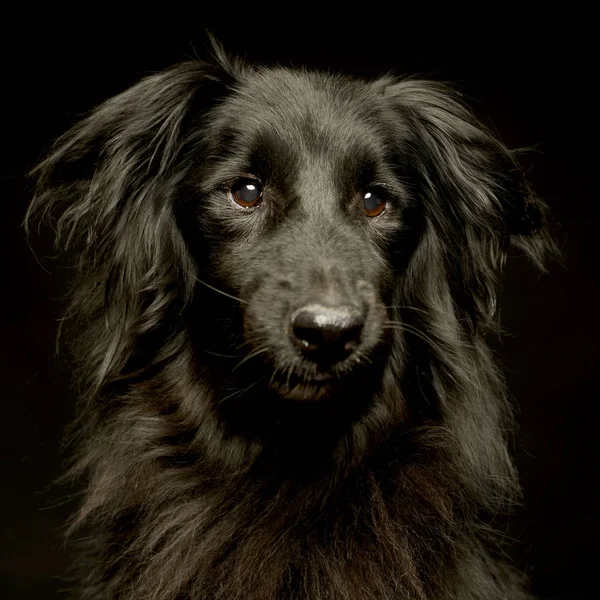 Mixta Raza Negro Perro Retrato Oscuro Foto Estudio — Foto de Stock