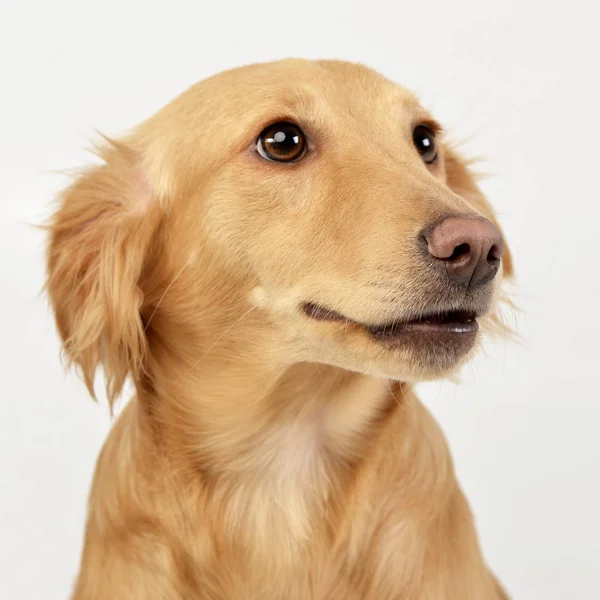 一个可爱的混合品种的狗的画像 演播室射击 查出在白色 — 图库照片