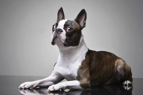 Studio Shot Adorable Boston Terrier Lying Grey Background — Stock Photo, Image