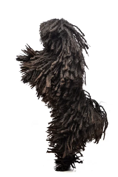 Adorable Puli Standing Two Legs Studio Shot Isolated White — Stock Photo, Image