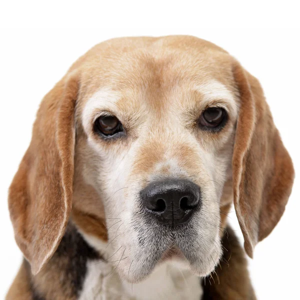 Retrato Adorable Beagle Plano Estudio Aislado Blanco — Foto de Stock