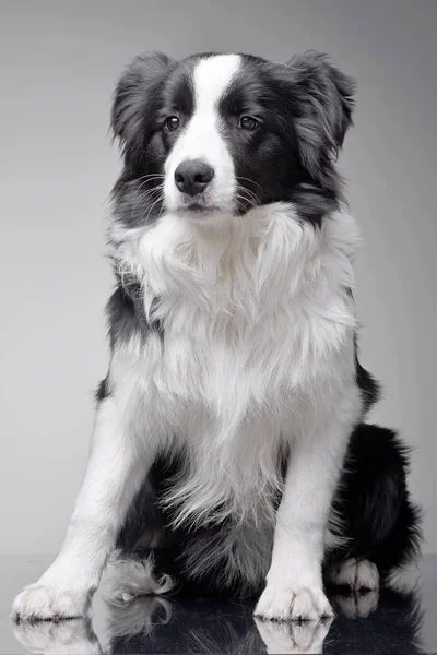 Studio Skott Bedårande Bordercollie Som Sitter Grå Bakgrund — Stockfoto