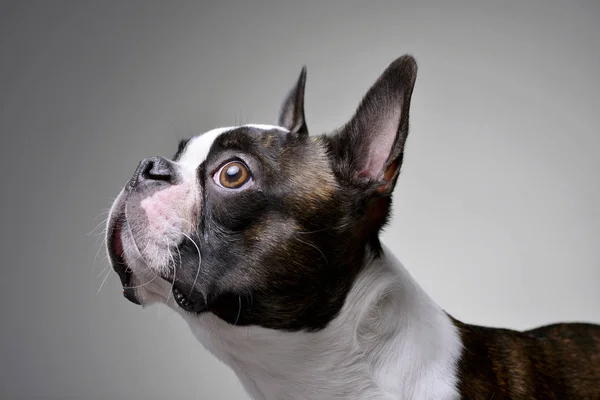 Bir çok güzel Boston Terrier - gri arka plan üzerinde izole portresi.