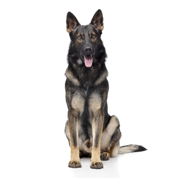 Studio Shot Adorable German Shepherd Sitting White Background — Stock Photo, Image