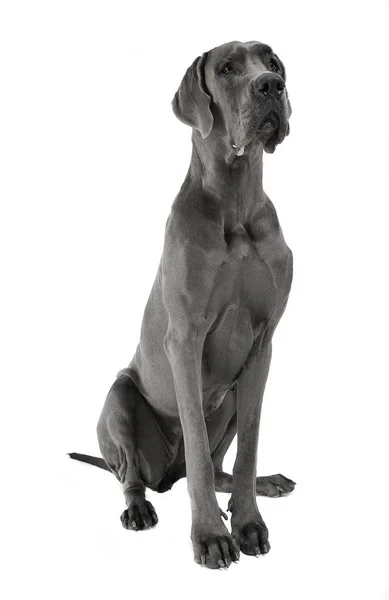 Great Dane Sentado Estúdio Branco — Fotografia de Stock