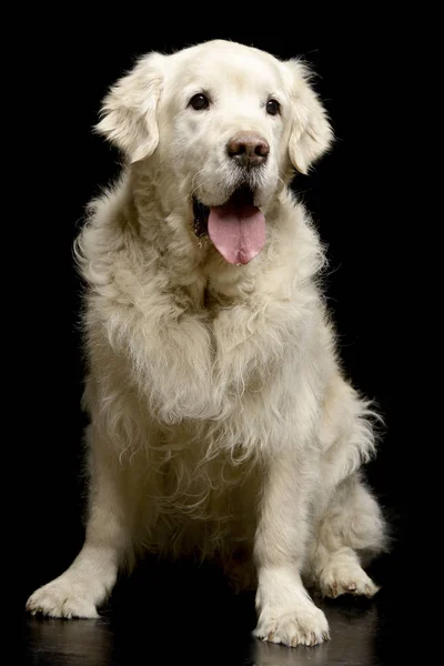 Estúdio Tiro Adorável Golden Retriever Sentado Fundo Preto — Fotografia de Stock