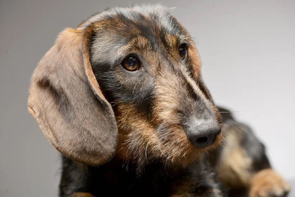 Çok güzel bir Dachshund - atış, stüdyo portresi gri izole.