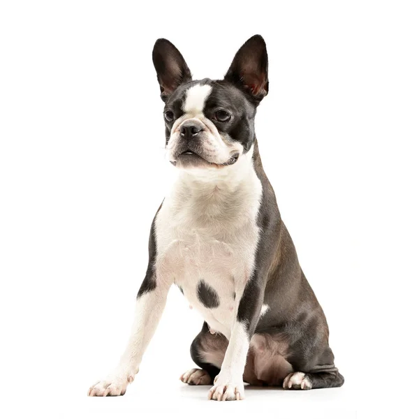 Studio Skott Bedårande Boston Terrier Som Sitter Vit Bakgrund — Stockfoto