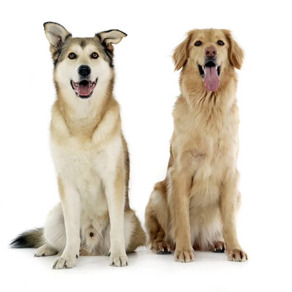 Estúdio Tiro Dois Adorável Mestiço Cão Sentado Fundo Branco — Fotografia de Stock