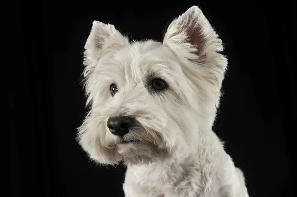 West Highland White Terrier Retrato Estúdio Escuro — Fotografia de Stock