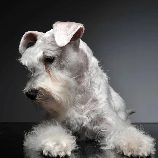 Schnauzer Miniatura Branca Doce Estúdio Fotos Cinza — Fotografia de Stock