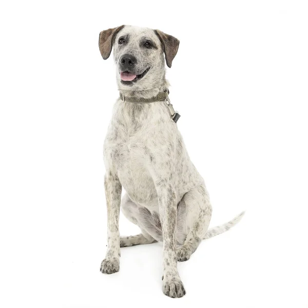 Sonsuz Beyaz Arka Planda Poz Beyaz Karışık Bgreed Köpek — Stok fotoğraf