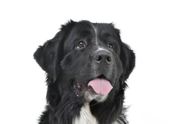 Portret Ładny Pies Newfoundland Izolowana Białym Tle — Zdjęcie stockowe