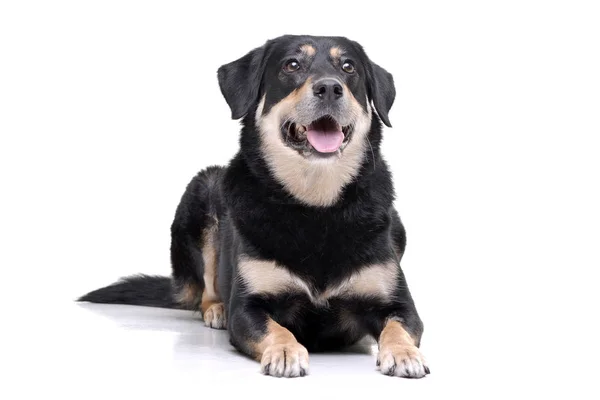 Estudio Disparo Perro Raza Mixta Adorable Acostado Sobre Fondo Blanco — Foto de Stock