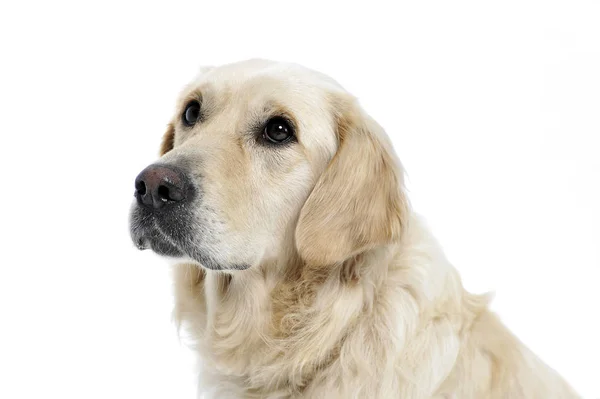 Golden Retriever Porte Dans Studio Blanc — Photo