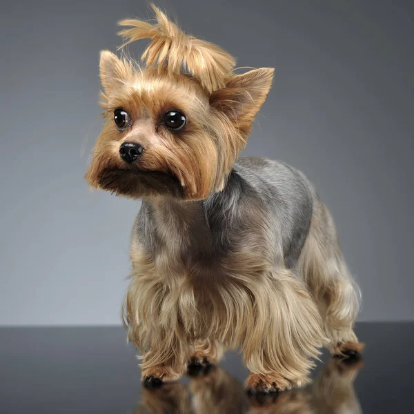 Yorkshire Terrier Bleibt Glänzenden Fußboden — Stockfoto