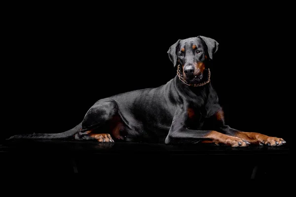 Plan Studio Adorable Dobermann Couché Sur Fond Noir — Photo