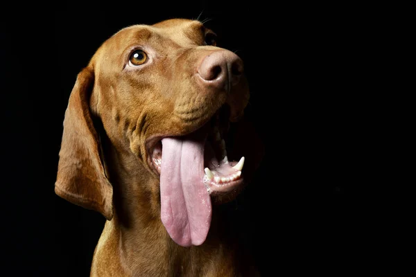 Een Schattig Hongaarse Vizsla Met Hangende Tong Studio Opname Geïsoleerd — Stockfoto