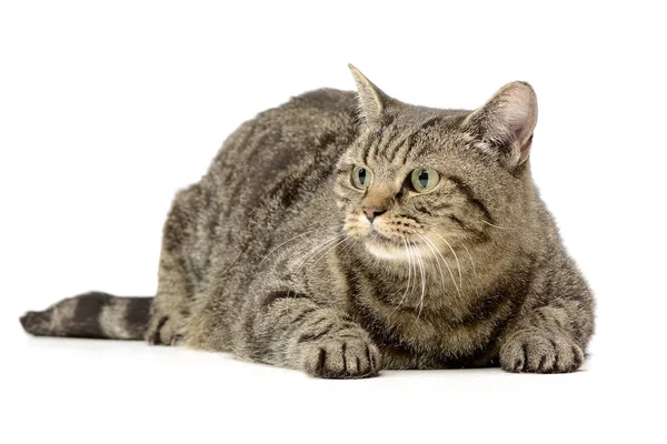 Estúdio Tiro Gato Adorável Tabby Deitado Sobre Fundo Branco — Fotografia de Stock