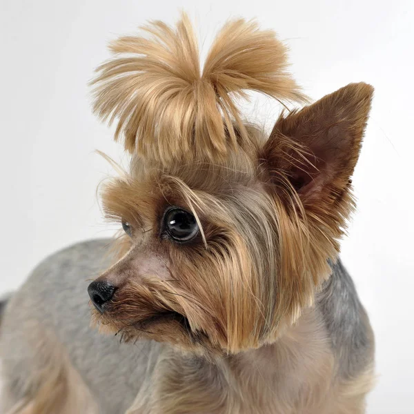 Yorkshire Terrier Vit Bakgrund Tittar Vänster — Stockfoto