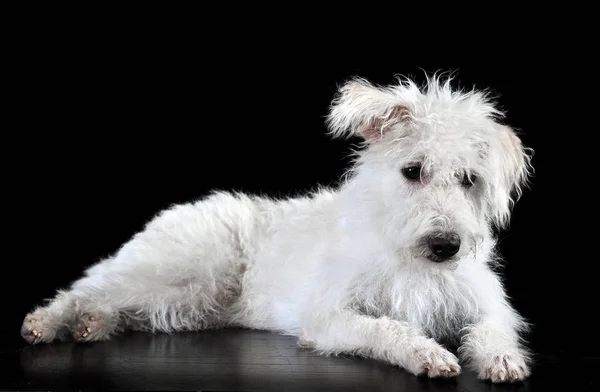 Ημίαιμο Λευκό Σκυλί Που Ξαπλώνει Ένα Σκοτεινό Photostudio — Φωτογραφία Αρχείου